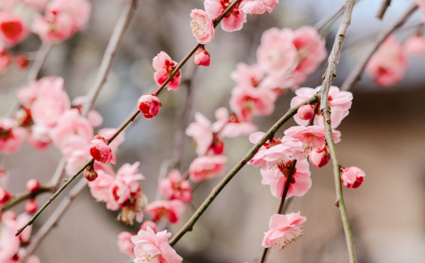 plum blossom signifying resilience and new beginnings