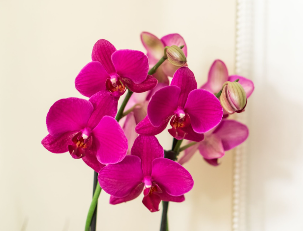 Orchids represent abundance and refinement