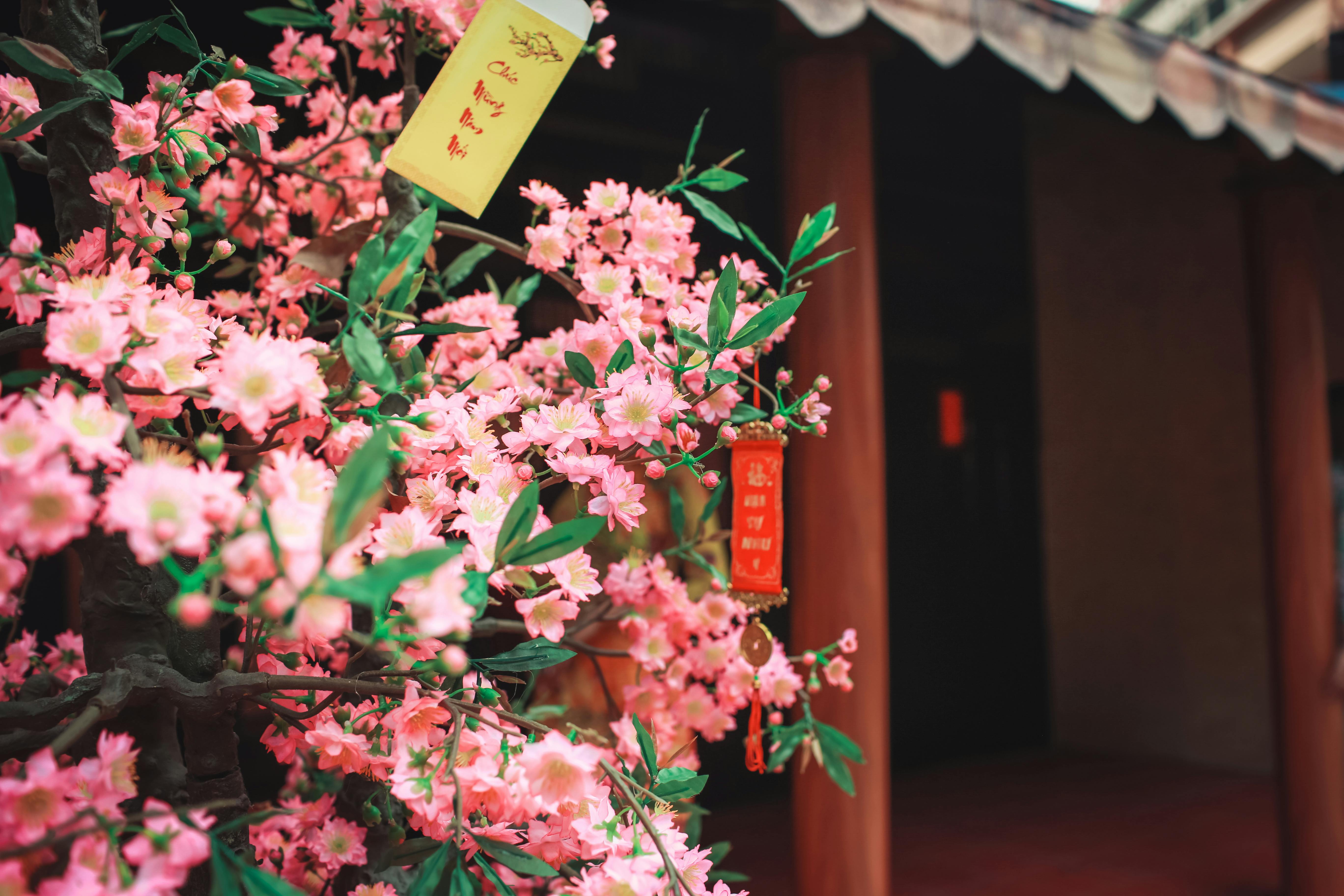 住宅外摆放着农历新年花卉,为家居增添生机与吉祥气息,迎接新一年的好运。
